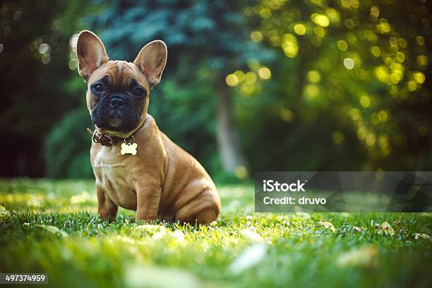 French Bulldog Stock Photo - Download Image Now - French Bulldog, Dog, Cute