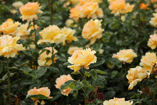 istock Rosa Betina Meilaloya - Rose 497375489