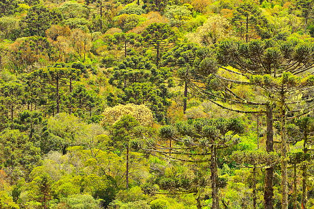 녹색 araucaria 나무 패턴이 파라나, 베네수엘라식 브라질 - sierra travel locations nature concepts and ideas 뉴스 사진 이미지