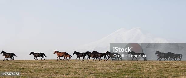 Herd Of Horses On A Summer Pasture Stock Photo - Download Image Now - Horse, Running, Activity