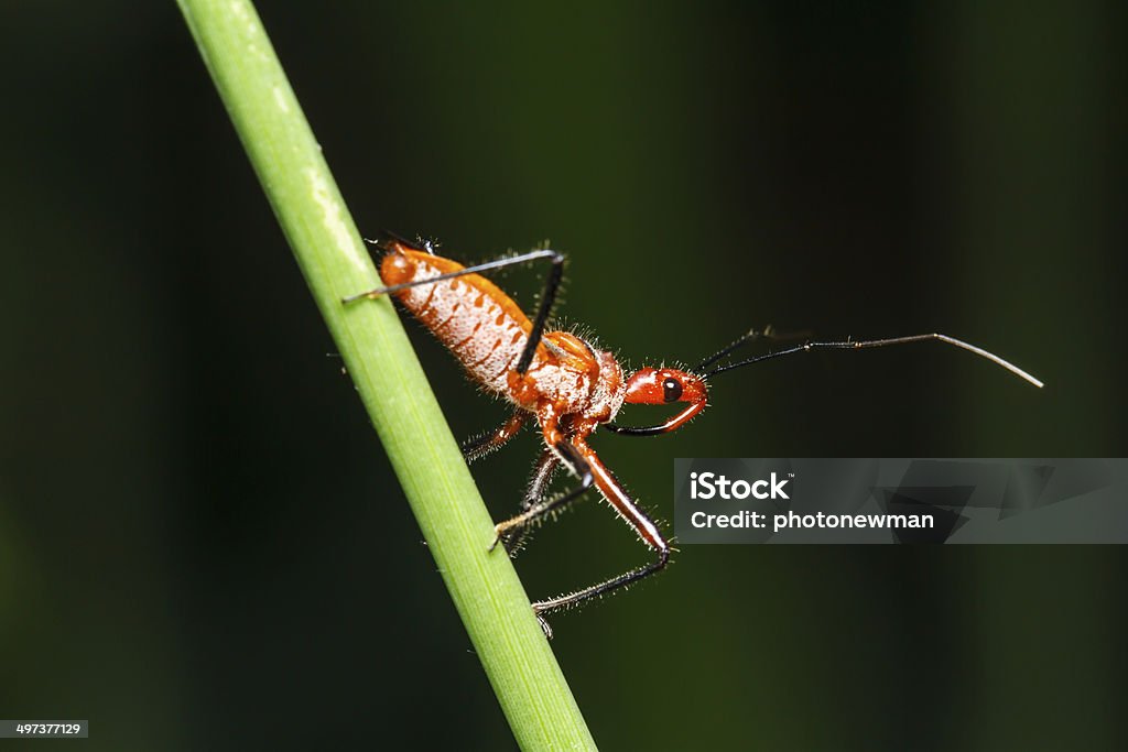 Insecto en el verde césped - Foto de stock de Aire libre libre de derechos