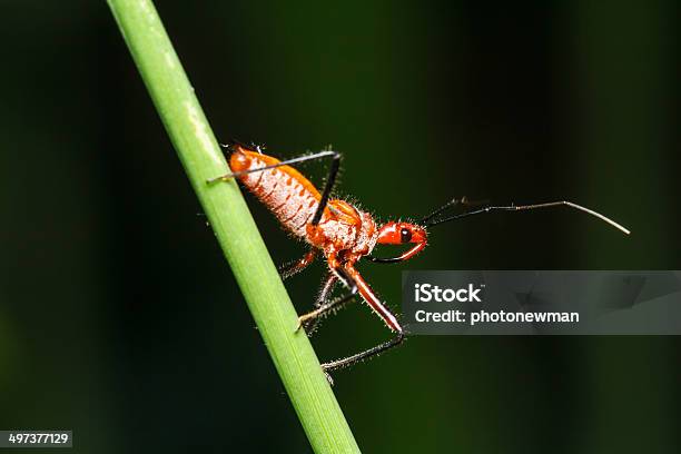 Insecto En El Verde Césped Foto de stock y más banco de imágenes de Aire libre - Aire libre, Amarillo - Color, Animal