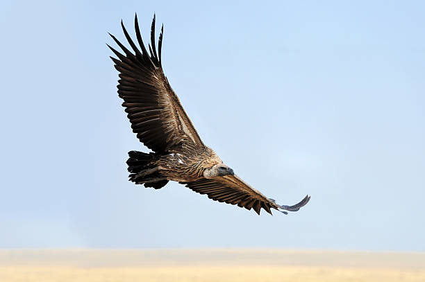 istock Vulture flying. Masai Mara National Park 497378924