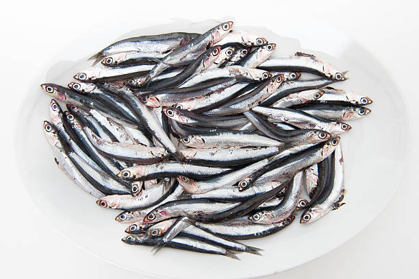 istock Plate full of many fresh raw anchovy 497378954