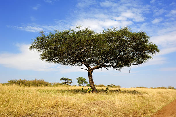 istock Landscape with tree in Africa 497379466