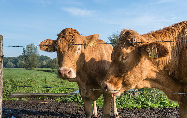 istock Portrait of two light brown cows 497380024