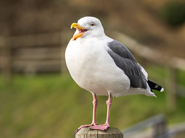 istock Seagull with Beak Open Harris Beach State Park Oregon 497380396