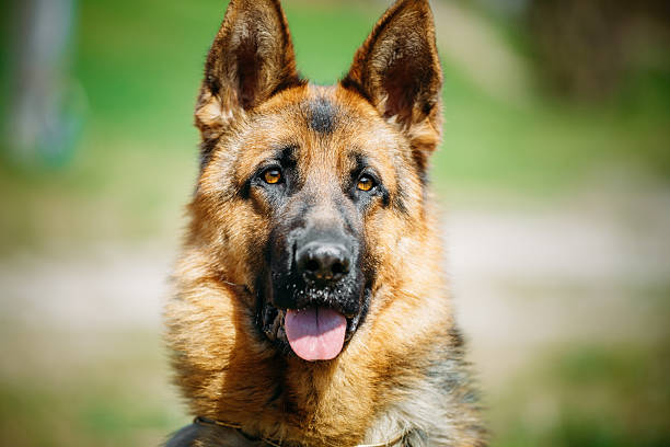 istock Beautiful Young Brown German Shepherd Dog 497381746