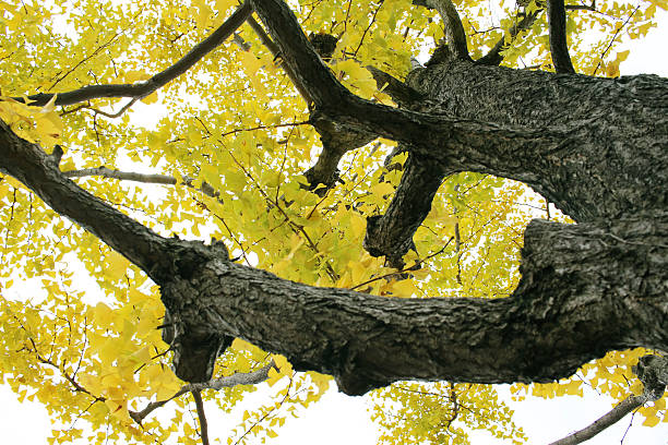istock Ginkgo of autumn leaves 497381896