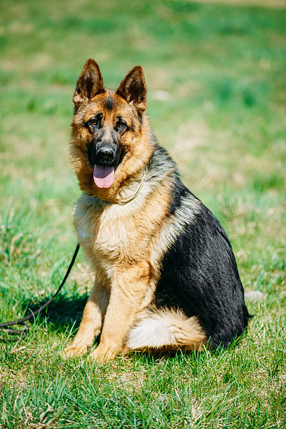 istock Beautiful Young Brown German Shepherd Dog Sitting In Green Grass 497381928