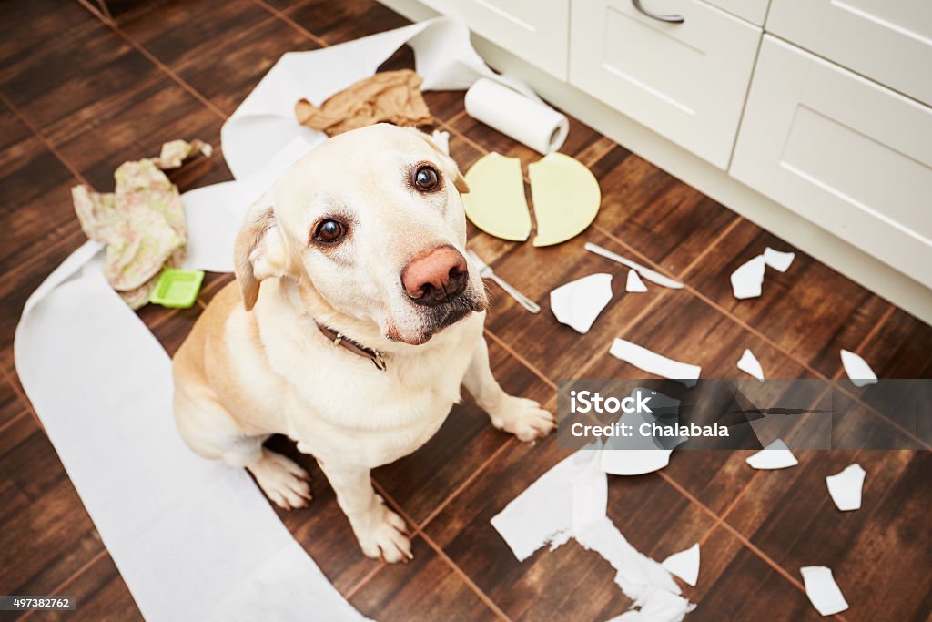 Espiègle chien - Photo de Chien libre de droits