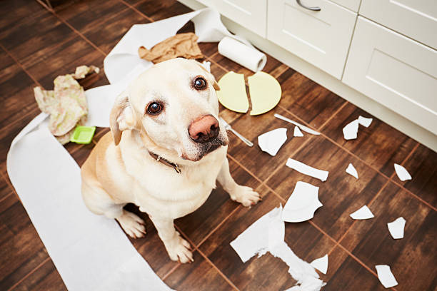 Naughty dog Naughty dog - Lying dog in the middle of mess in the kitchen rudeness stock pictures, royalty-free photos & images