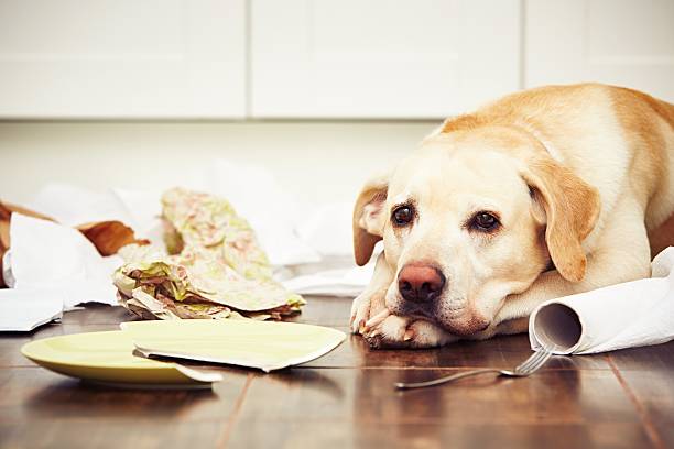 naughty cachorro - dog home interior loneliness destruction - fotografias e filmes do acervo