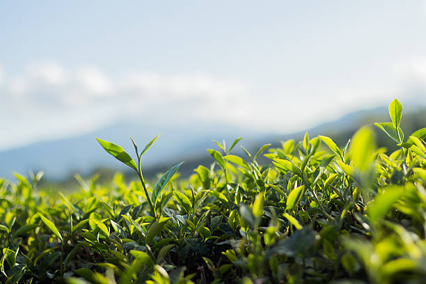 istock Tea bud and leaves. Tea plantations,Thailand. 497383538