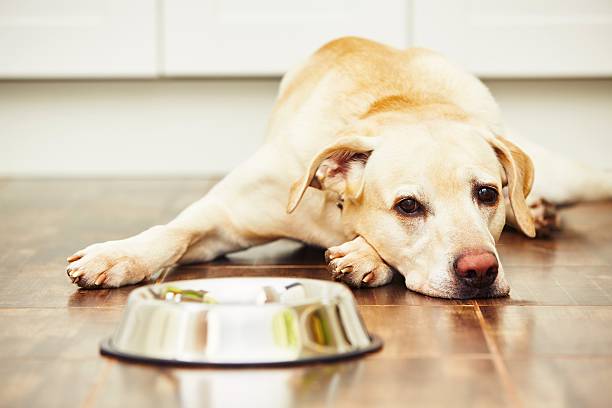 Hungry dog Hungry labrador with empty bowl is waiting for feeding dog bowl photos stock pictures, royalty-free photos & images