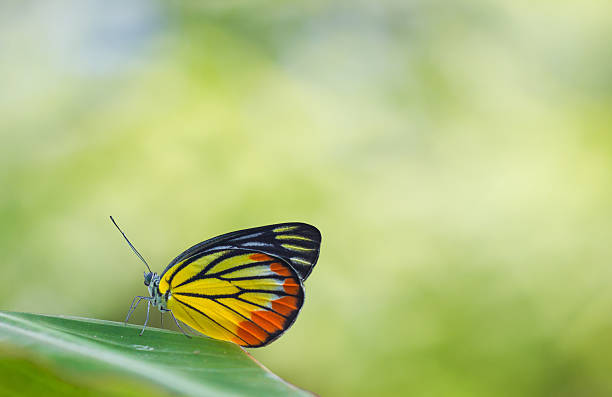 istock colorful butterfly on green bokeh background 497383896