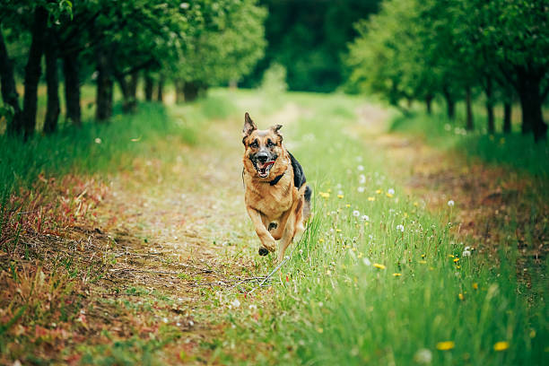 pastor alemán stick masticar al aire libre - german sheppard fotografías e imágenes de stock