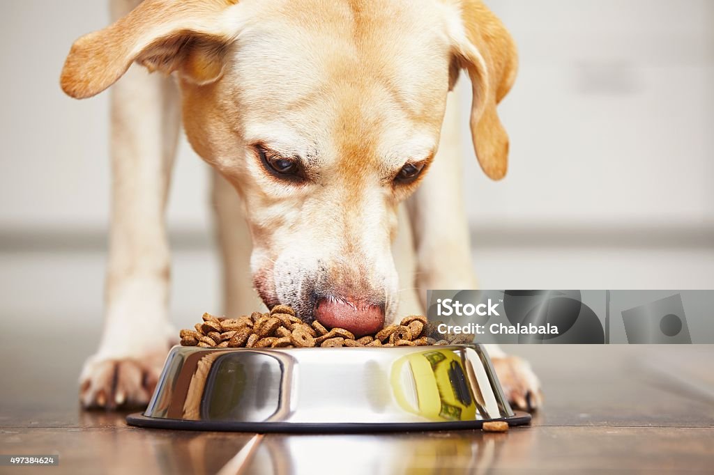Hungry dog Hungry labrador retriever is feeding at home. Dog Stock Photo