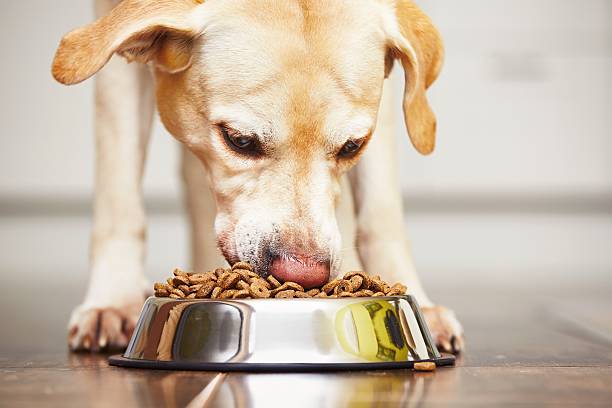 Hungry dog Hungry labrador retriever is feeding at home. dog bowl photos stock pictures, royalty-free photos & images