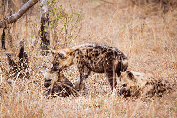 istock Spotted hyaena in Kruger National park 497385378
