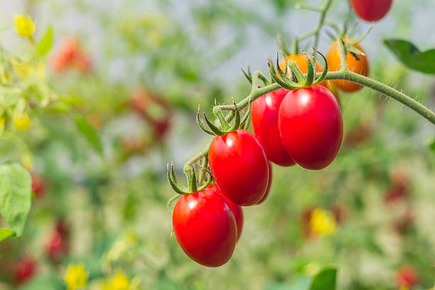 istock close up tomato in garden field agricultural 497385428