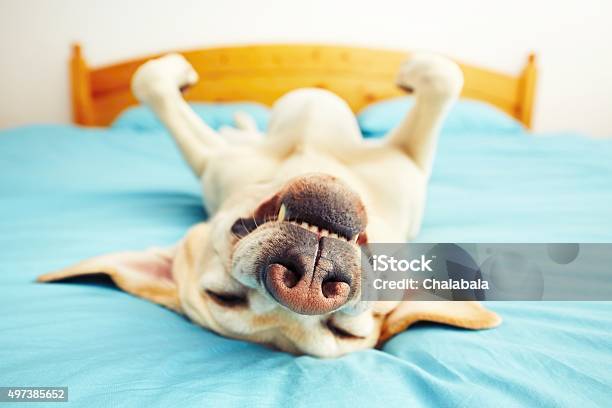 Perro Sobre La Cama Foto de stock y más banco de imágenes de Perro - Perro, Humor, Dormir