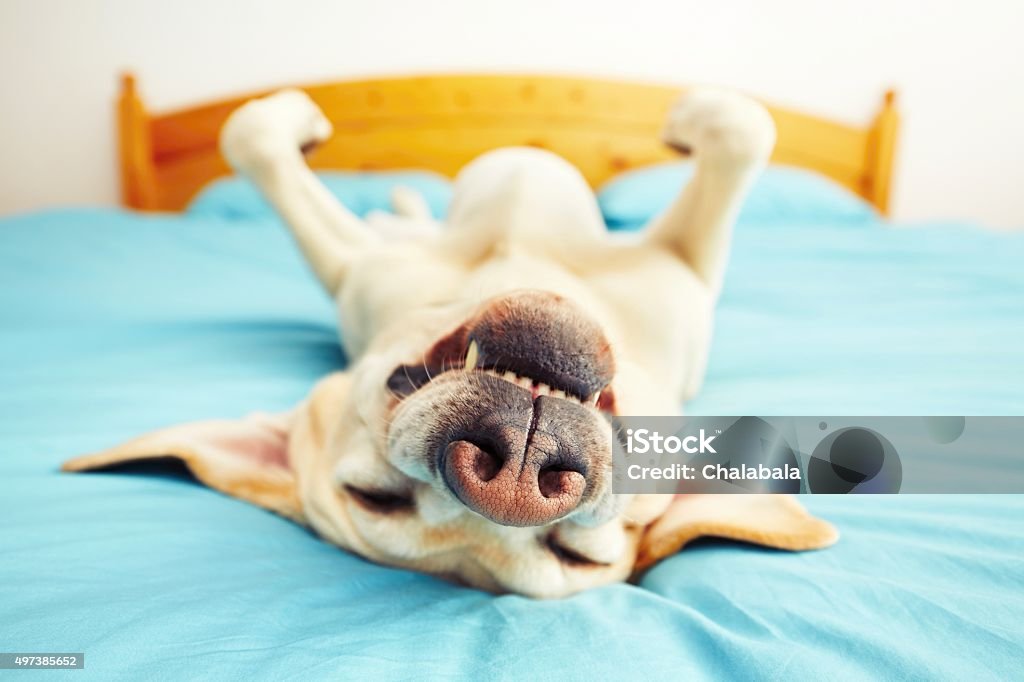 Dog on the bed Dog is lying on back on the bed - selective focus Dog Stock Photo