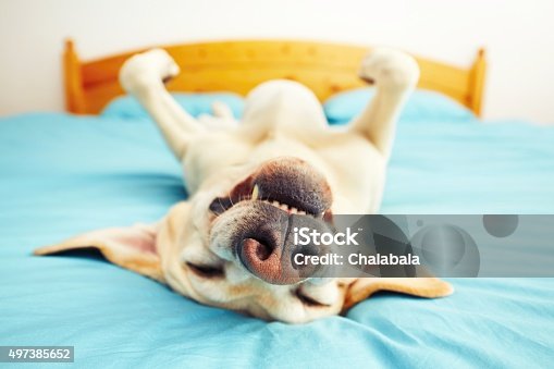 19,888 Funny Labrador Stock Photos, Pictures & Royalty-Free Images - iStock