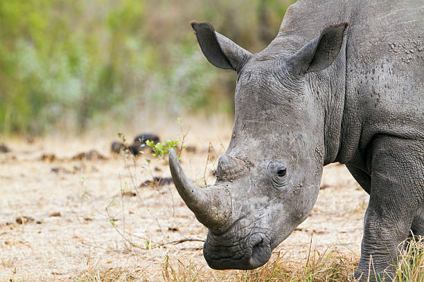 istock Southern white rhinoceros in Kruger National park 497385740