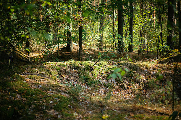 vecchia guerra mondiale ostacoli nella foresta dopo la seconda guerra mondiale - world war ii battlefield landscape battle foto e immagini stock
