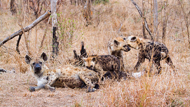 istock Spotted hyaena in Kruger National park 497386094