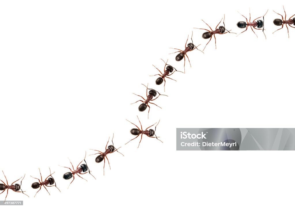 Marschieren Ameisen (Formica pratensis XXXL Bild) - Lizenzfrei Ameise Stock-Foto