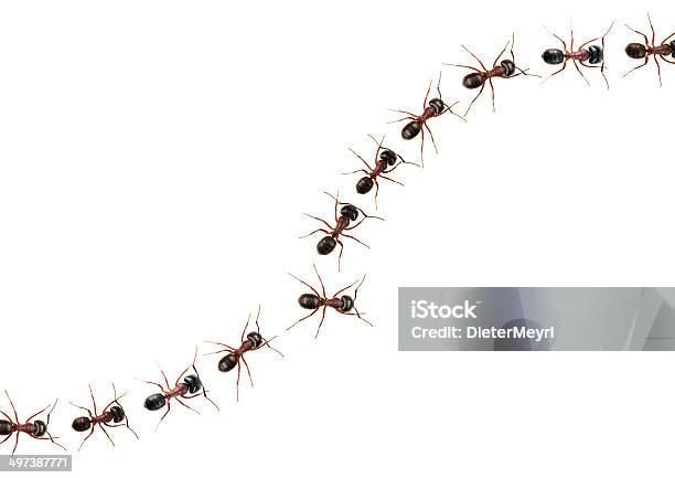 Marschieren Ameisen Stockfoto und mehr Bilder von Ameise - Ameise, Weg, Weißer Hintergrund