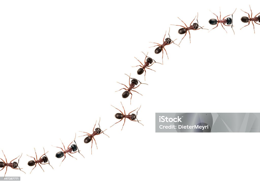 Défiler ants (Formica pratensis) XXXL Image - Photo de Fourmi libre de droits