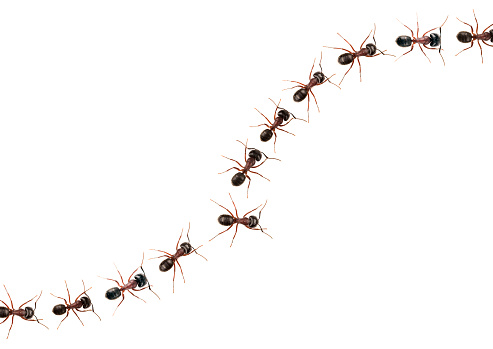 Marching ants  isolated on white.
