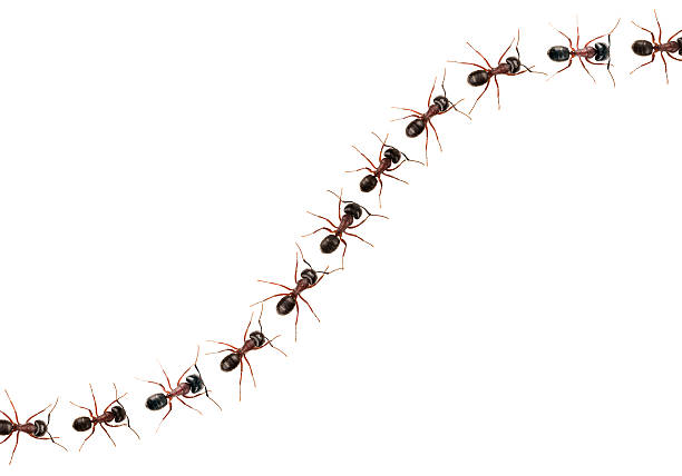 marching ants  (formica pratensis) xxxl image - mier stockfoto's en -beelden