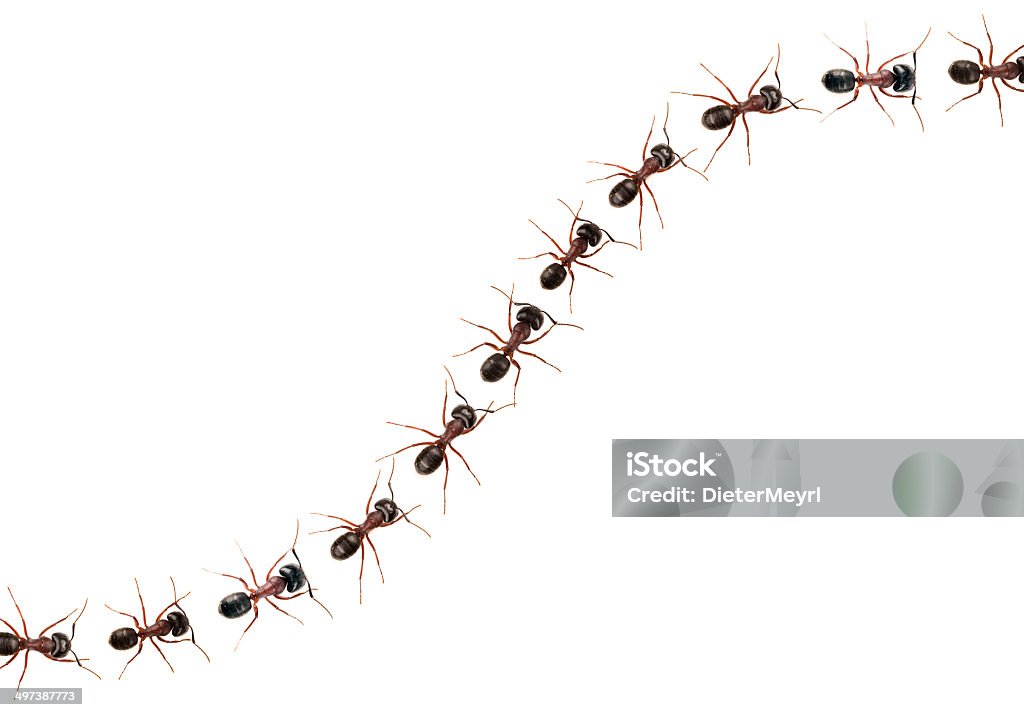 Marching ants  (Formica pratensis) XXXL Image Marching ants  isolated on white. Ant Stock Photo
