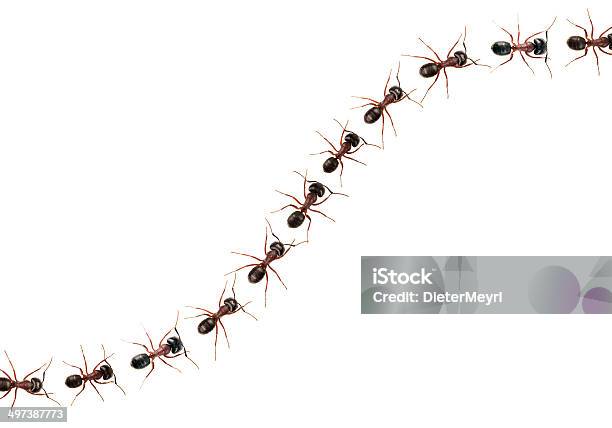 Marching Ants Xxxl Image Stock Photo - Download Image Now - Ant, Pest, Marching