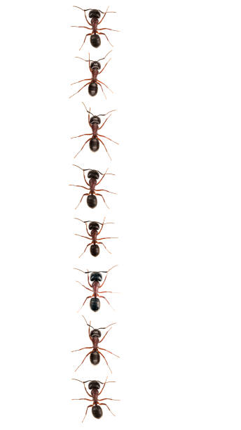 Marching ants (Formica pratensis) XXXL Image Marching ants isolated on white. ants-walking stock pictures, royalty-free photos & images