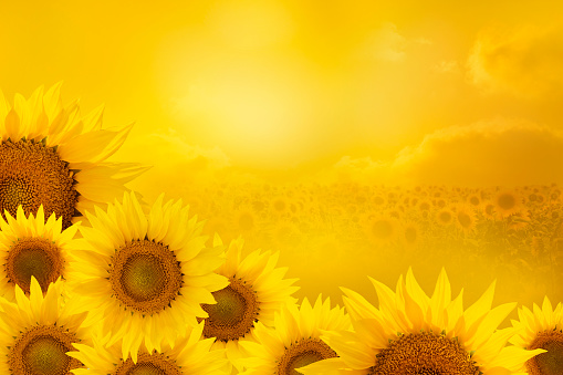 sunflowers in a corner of  frame isolated on yellow background