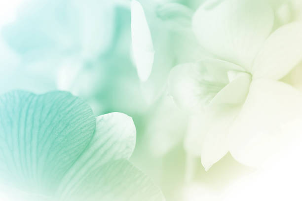 słodkie kolorowe storczyki w miękki styl - orchid flower single flower green zdjęcia i obrazy z banku zdjęć