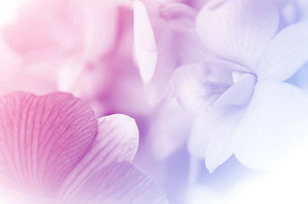 sweet color orchids in soft style