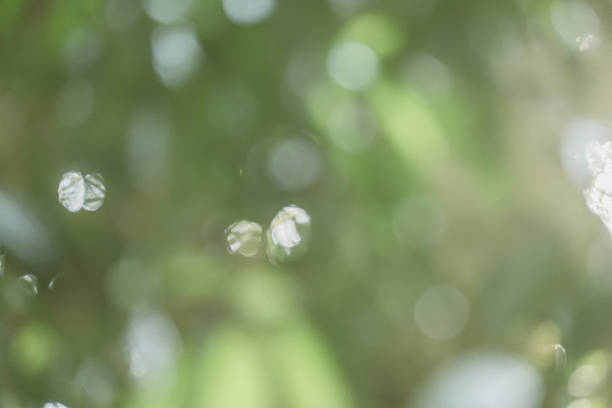 istock abstract natural blur background, defocused leaves, bokeh 497390508