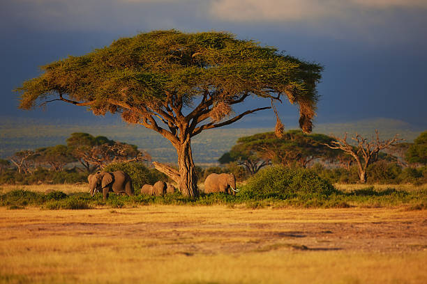 Beautiful sunrise with African Elephants under a tree Every morning at sunrise the elephants come to the swamps in the in Amboseli National Park in Kenya to bathe and eat the tall grass. masai stock pictures, royalty-free photos & images