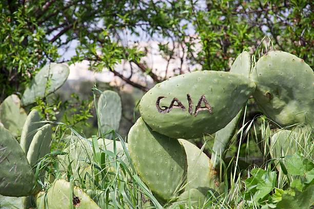 istock Cactus carved with the word 