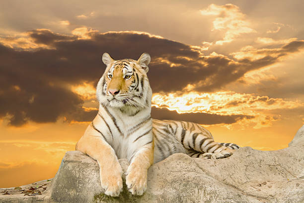 istock Tiger lying on the rock in sunset sky 497391833