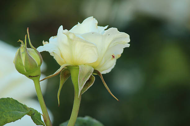 istock Rosa Swan Lake - Rose 497392371