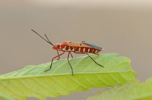 Red Bug Pistent 70+ Redbug Stock Photos, Pictures & Royalty-Free Images - iStock