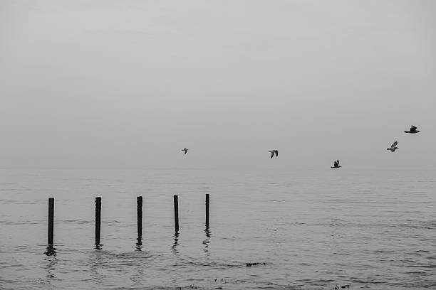 istock Four birds in the sea 497393127