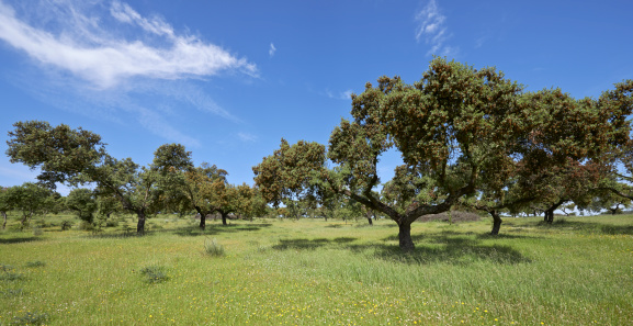 Dehesas landscape in Extremadura, Spain.